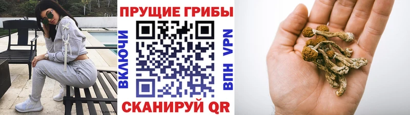 Купить закладки  Ишимбай  Галлюциногенные грибы Psilocybe 